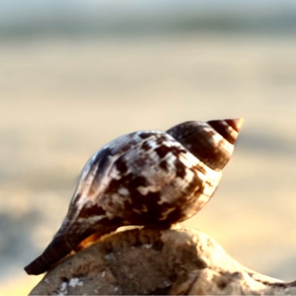 FL TRUE TULIP COLLECTOR SEASHELL SEMI RARE DISPLAY SHELL NAUTICAL DECOR COASTAL - Picture 4 of 12